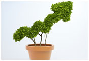 Plant shaped liked an arrow pointing upwards