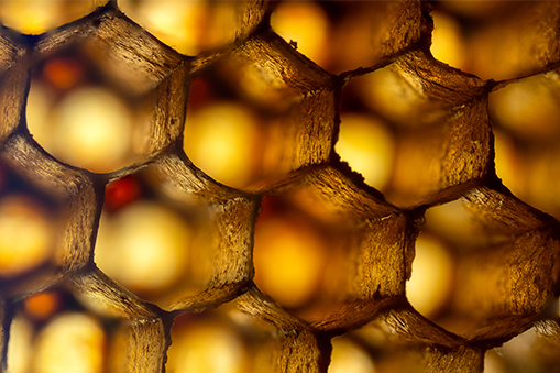 Close-up view of honeycomb structure with cells