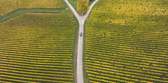 Aerial view of cultivated fields divided by intersecting