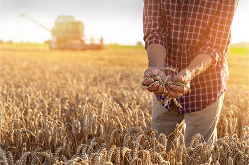 Image of farmer holding wheat in his hands, standing in a wheat field
